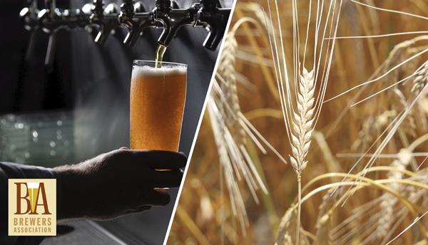 Brewers Association Selects 2020 Research Grant Recipients 