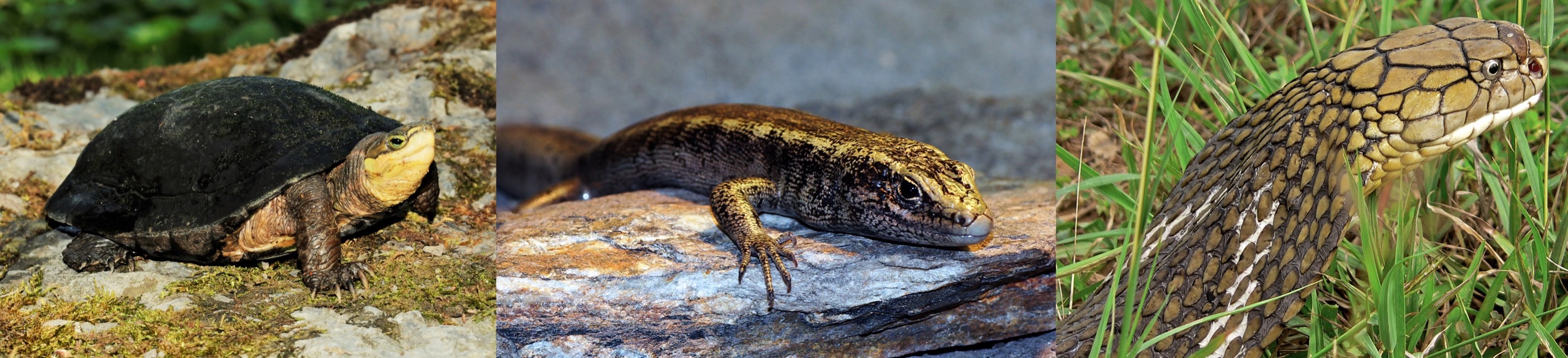 From left to right: Zhou’s Box Turtle (Cuora zhoui), IUCN Red List Status: Critically Endangered; Otago Skink (Oligosoma otagense), IUCN Red List Status: Endangered; King Cobra (Ophiophagus hannah), IUCN Red List Status: Vulnerable.