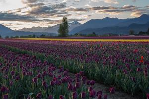 BC Tulip Trail - Chilliwack British Columbia | Gardens BC