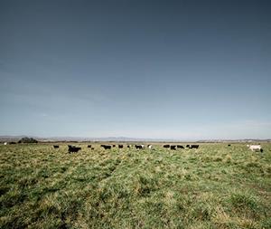 Precision livestock company, Vytelle, releases the Top 150 Proven Bulls.