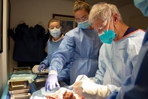 Kevin R. Stone, MD, conducting a cartilage regeneration experiment for Stone Research Foundation