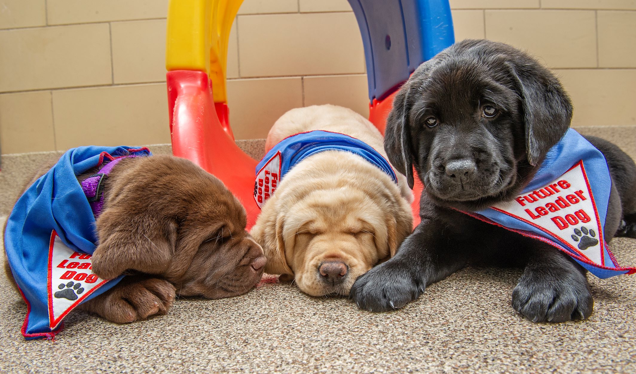 Three Lab Puppies