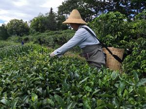 New Firsd Tea Report Finds 80% of Tea And Related Industry Professionals Worry About Climate Change Effects on Business - GlobeNewswire