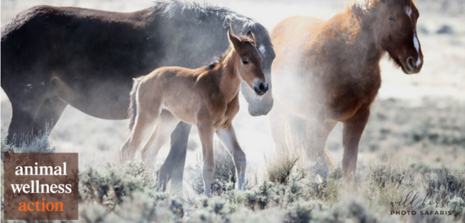 Photo Credit: Jennifer Rogers, Wild Horse Photo Safaris 