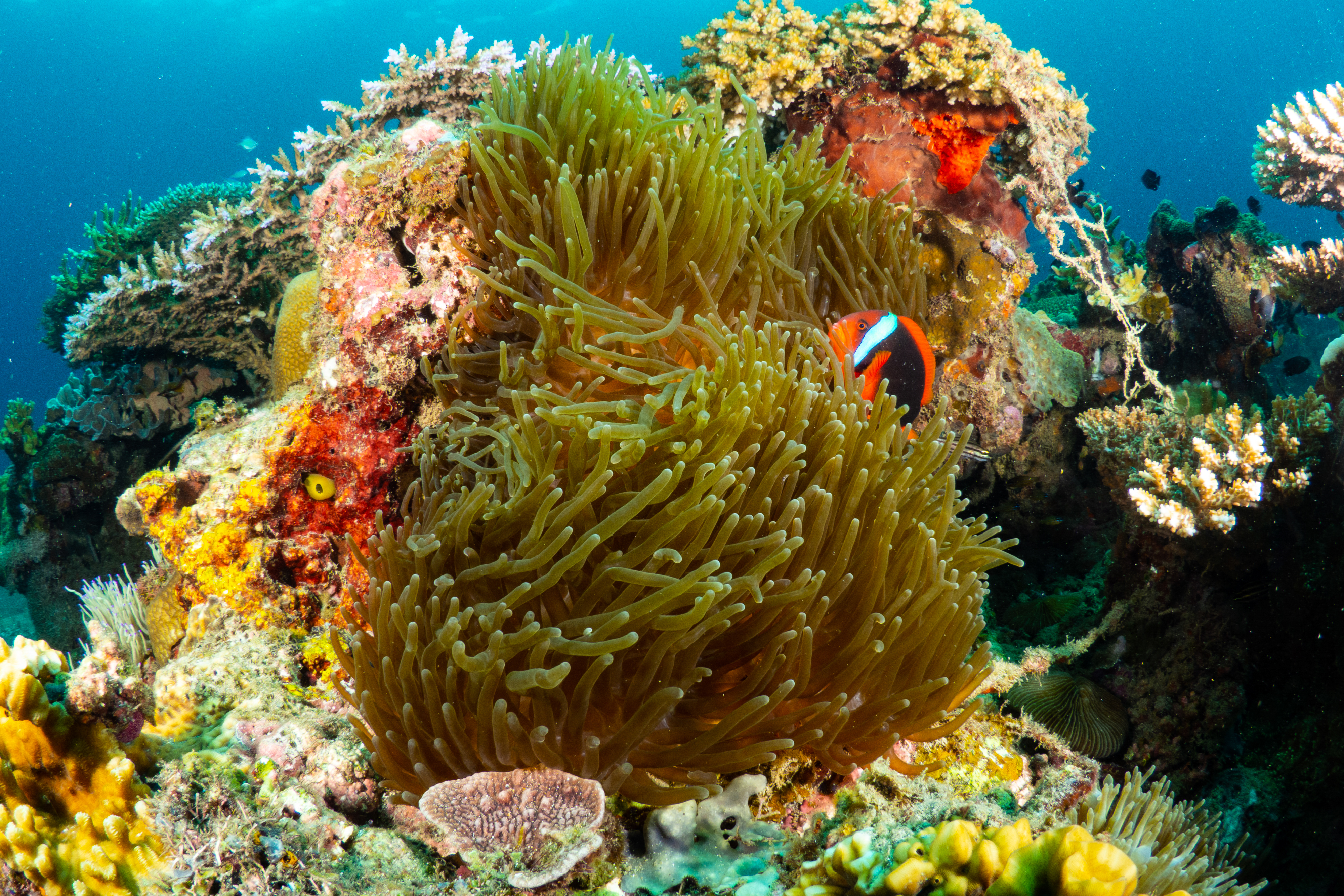 Panaon Island Victory