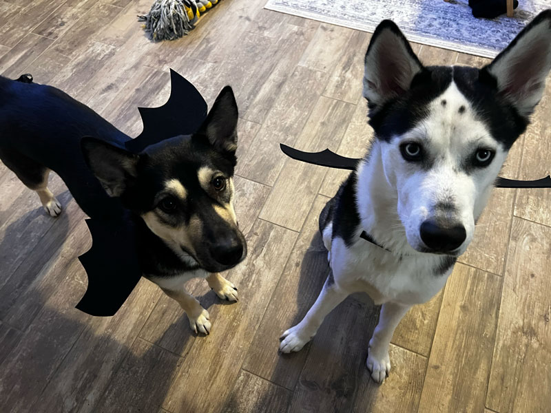 Watch out, Gotham! The Bat-Pups are on patrol, keeping the city safe—one bark at a time! Bat Pups! This dynamic doggy duo are sporting their bat wings, ready to swoop into the night for some spooky fun. With their matching bat costumes, they’re a force to be reckoned with this Halloween.