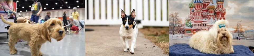 The Pack is Expanding! The American Kennel Club Welcomes Three New Breeds to the Registry