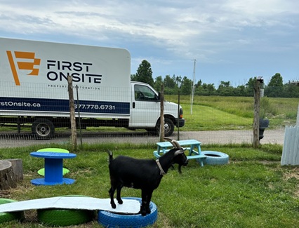 A curious resident of Happy Days Sanctuary looks on as a First Onsite truck signifies the company's generous $10,000 matching donation, bolstering support for rescued animals and ongoing recovery efforts.