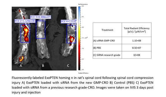 Homing ability of ExoPTEN using exosomes loaded with siRNA manufactured from a GMP-Compliant Manufacturer