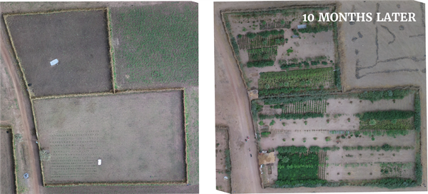 An aerial view of two farms in Kaffrine, Senegal. The ten month difference shows the plots before transitioning from monocropping to diversification. Ten months later, the farmers have successfully implemented the Forest Garden Approach and are harvesting produce regularly without clearing trees or negatively impacting biodiversity.