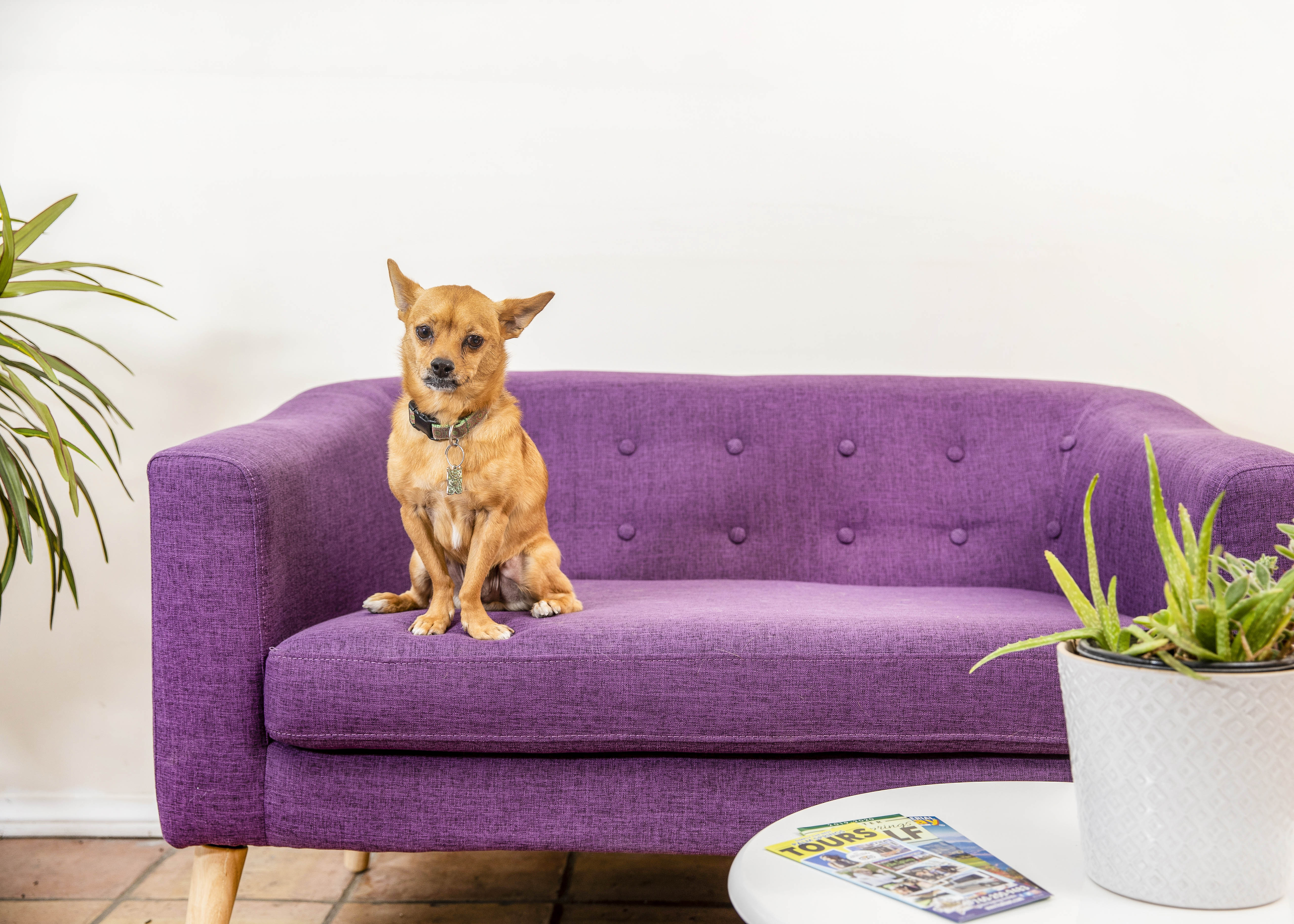 Gus and his people welcome guests with dogs at The Inn at Palm Springs, a dog-friendly boutique hotel. 