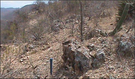 Variably silicified limestone with localized quartz veins.