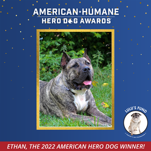 Ethan, the 2022 American Hero Dog