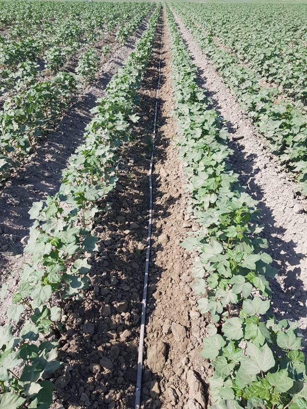 2021 Cotton Project In Uzbekistan.