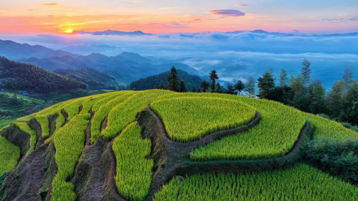 2025 "Ziquejie Terraced Fields in Dialogue with the World" Agricultural Cultural Exchange and Mutual Learning Conference kicks off in Loudi