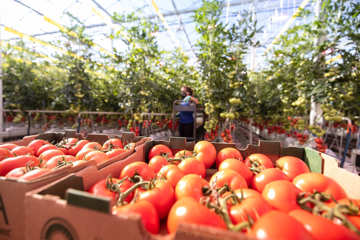 Burgaw's Thomas Produce Farm, famous for tomatoes, to close