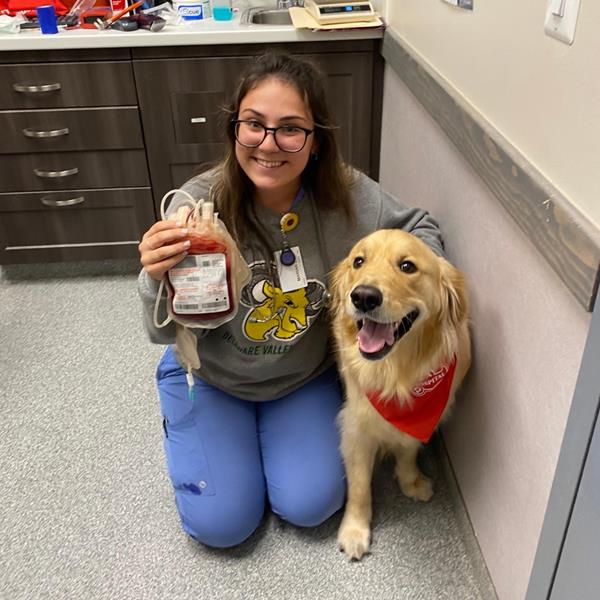 Canine Blood Donor