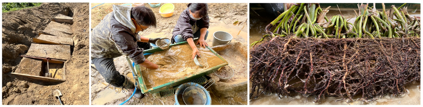 Binex Team working on root boxes measuring root mass of the sorghum plant. Sorghum roots formation of lignite components can capture and sequester carbon for years to come resulting in potential high quality carbon credits.