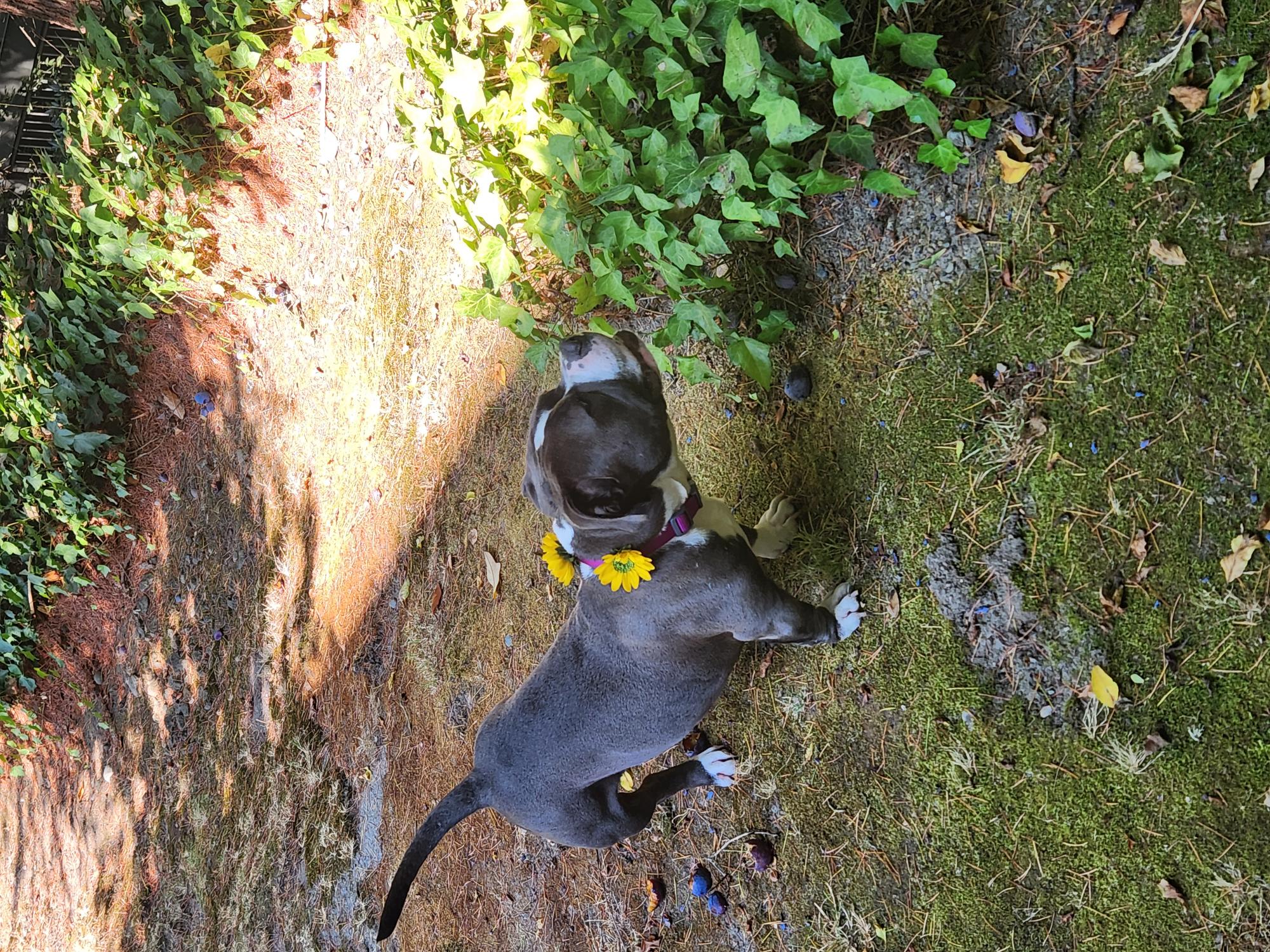 Tootsie Roll Takes a Walk