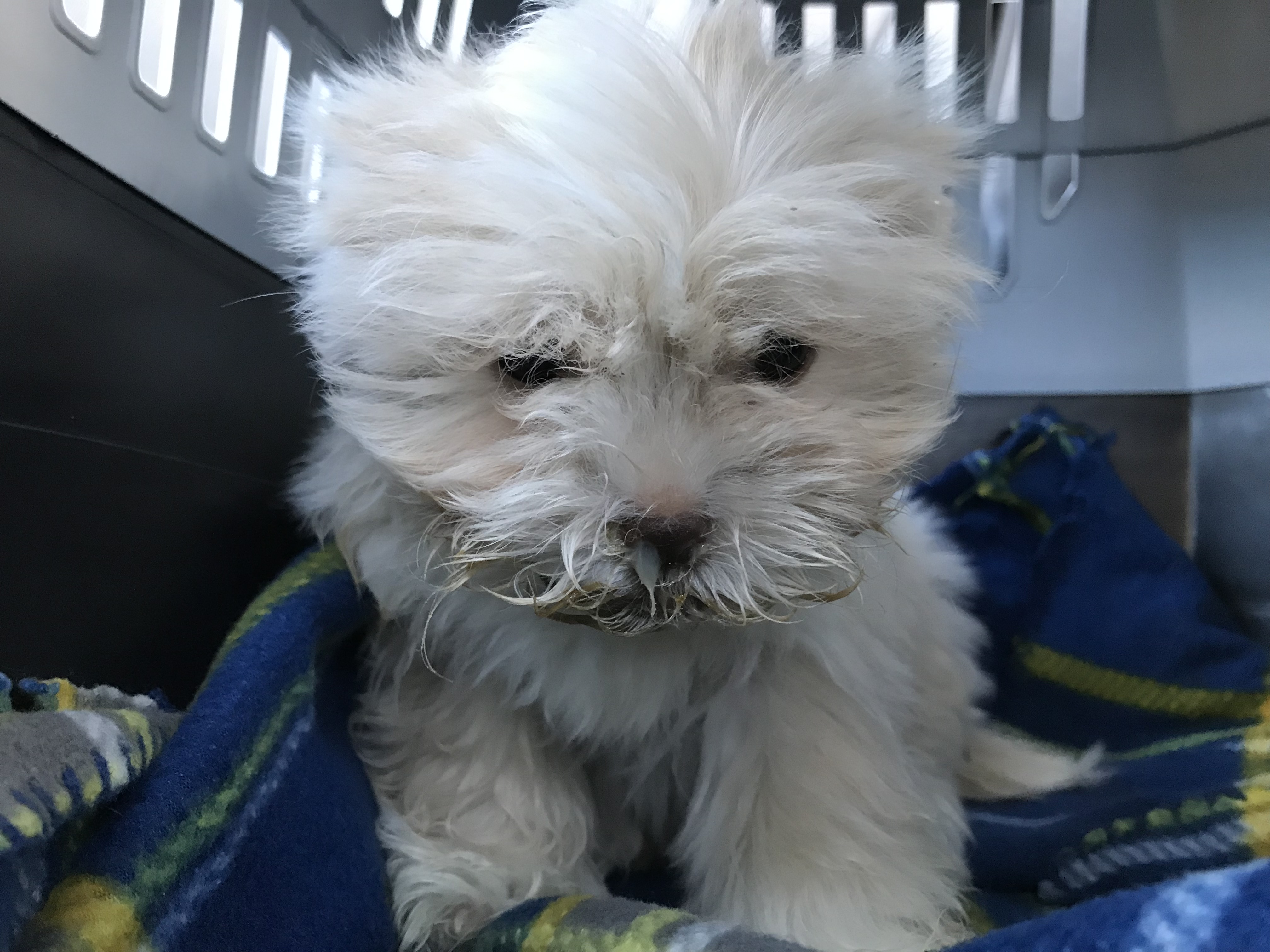 The HSUS investigator rushed this very sick Teddy Bear puppy to an emergency vet clinic in Ohio. It was there that the investigator was told that the Petland store in Florence KY had experienced another distemper outbreak in April 2019.   Credit: HSUS 