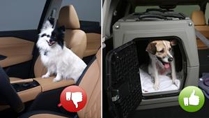 Nissan shares pet safety tips for National Dog Day