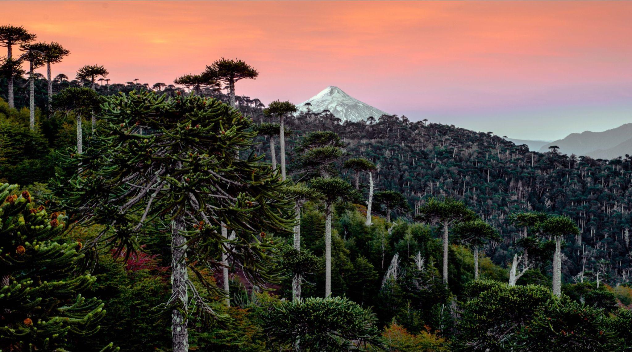 Protegiendo la Vida en las Nubes: Beyond ONE y Rainforest Concern Salvaguardan un Ecosistema Crítico Ecuatoriano con una Nueva Alianza