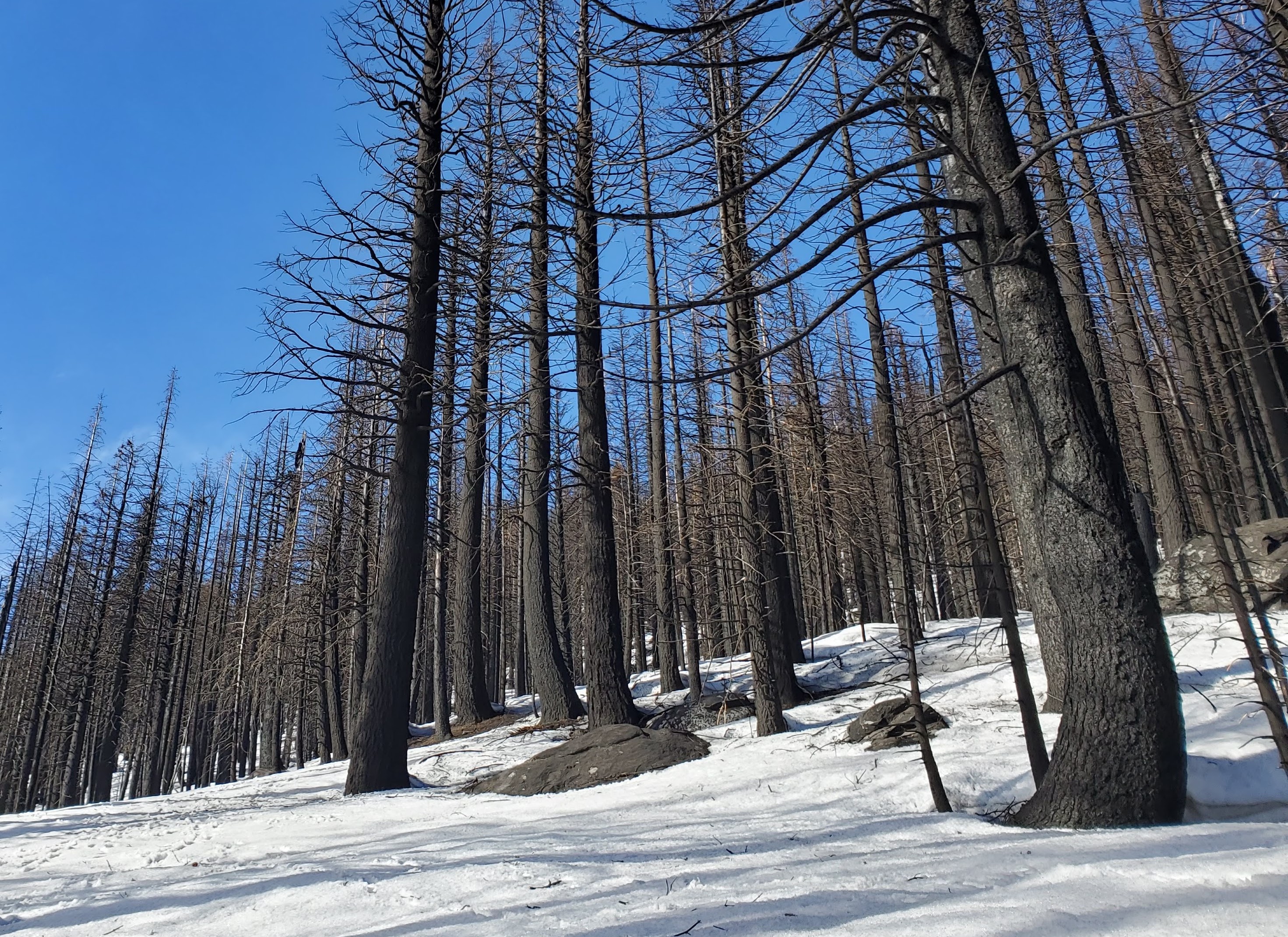 Snow under burned trees from the Caldor fire. The new study shows that snow melted more rapidly during midwinter drought conditions within the footprints of wildfires. Photo by Anne Heggli/DRI