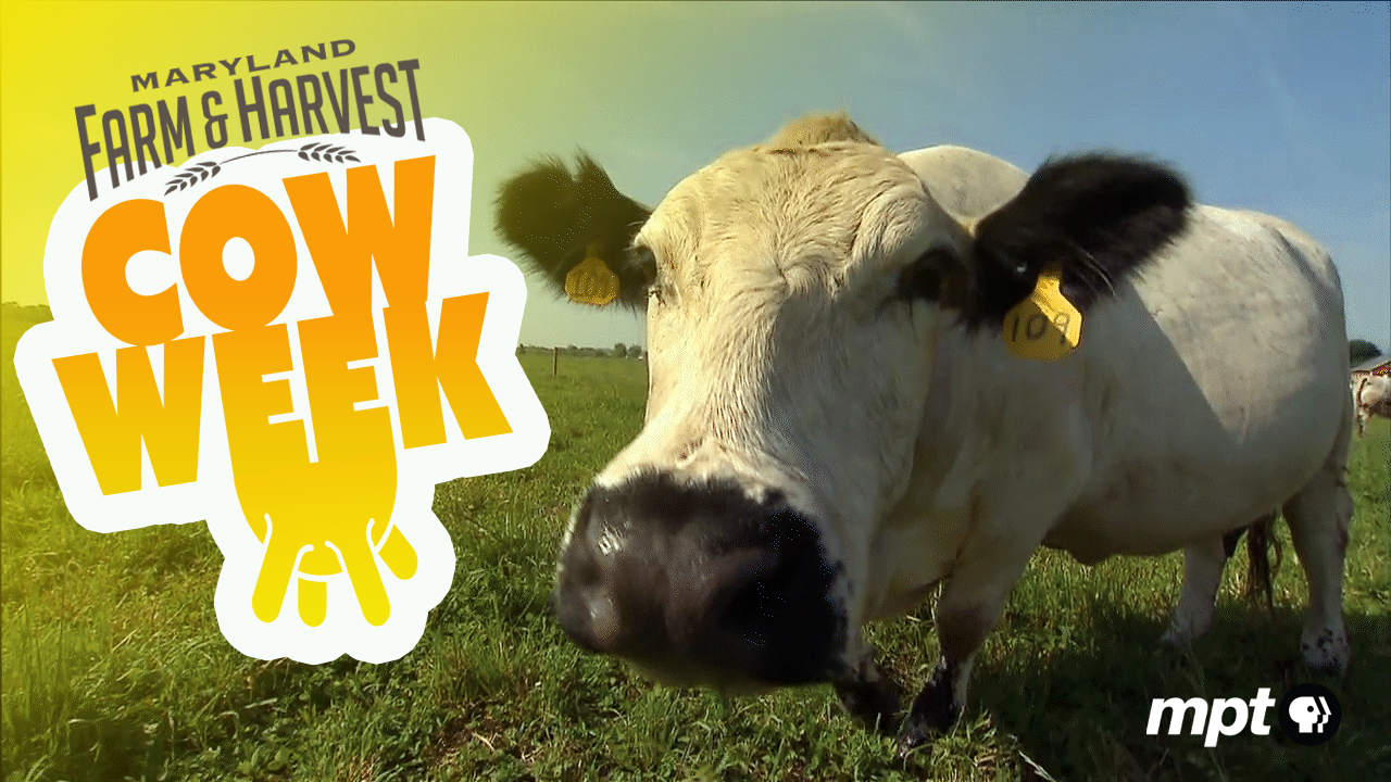 Maryland Farm & Harvest - Cow Week graphic 1