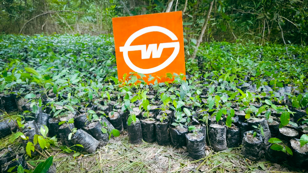 Gebrüder Weiss Corporate Forest in Sokpokopé, Togo