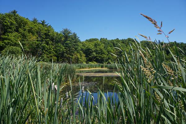 Nova Scotians can visit Miner's Marsh in Kings County, a site selected as a Treasured Wetland of Nova Scotia in 2021. © DUC