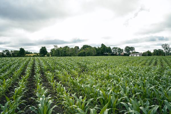 July Corn Field in Watertown NY_126