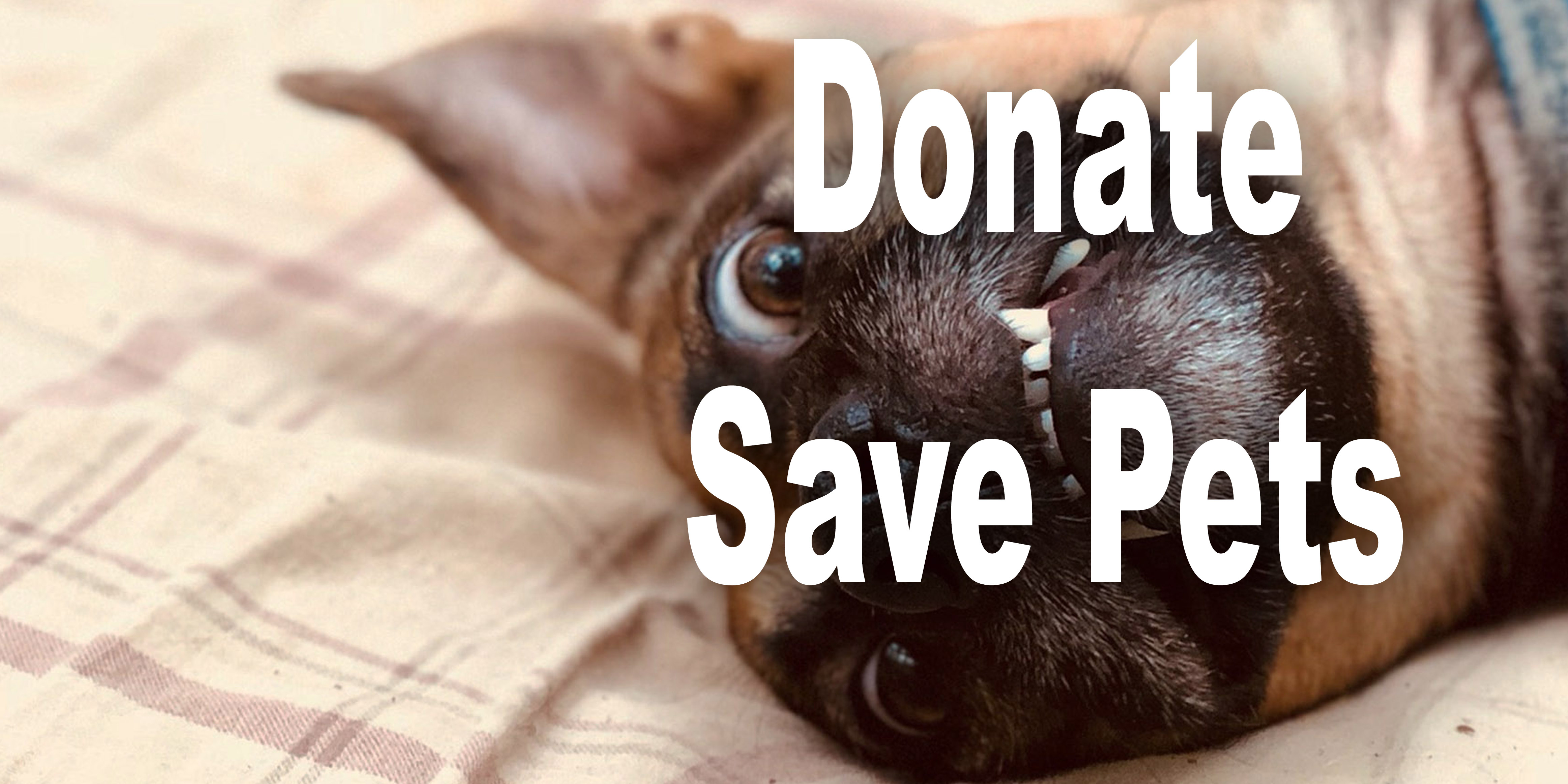 Donate To Animal Shelters & Rescues, Donate To Humane