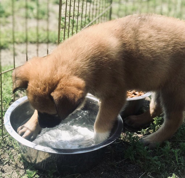 Puppy splash