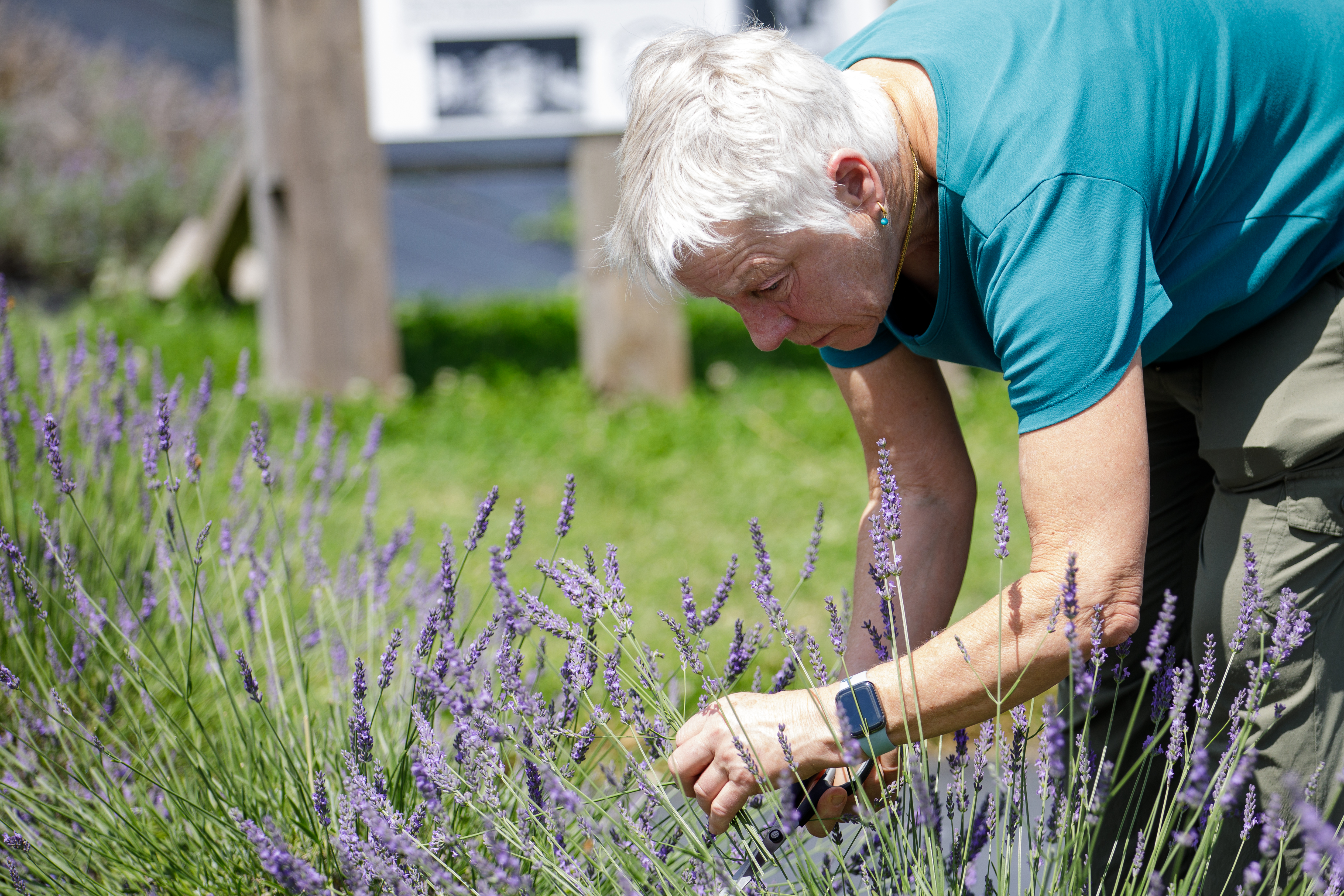 woman picking her own lavender in field