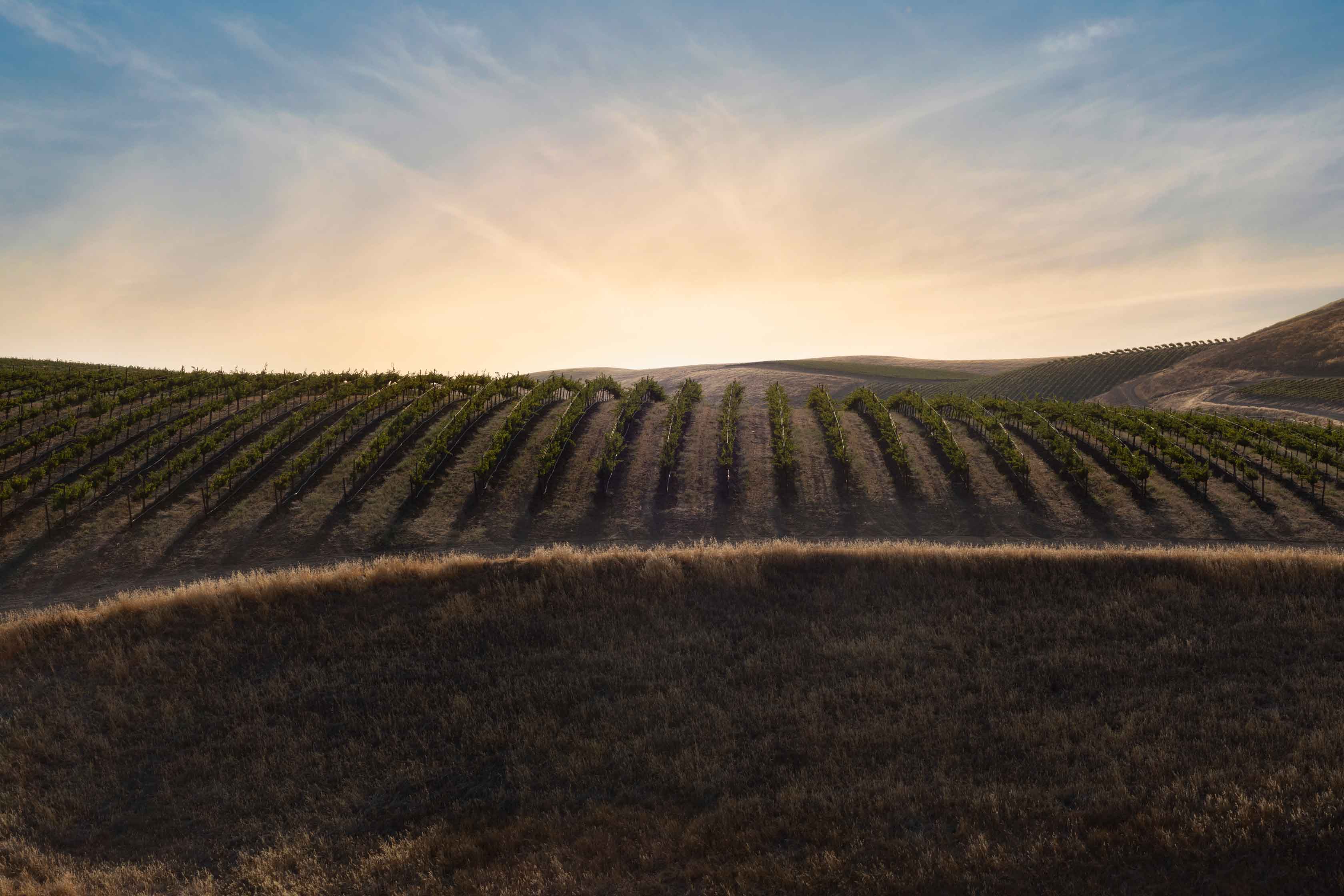 The Be-Leaf vineyards in Paso Robles