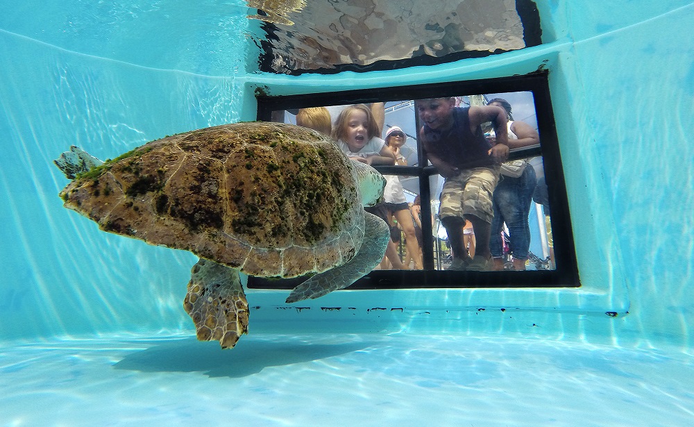 Travelers can enjoy a wide variety of cultural happenings during spring training in The Palm Beaches, such as TurtleFest at Loggerhead Marinelife Center.