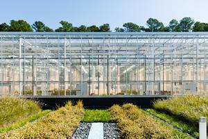 A wide shot of a greenhouse at GreenLight's RTP facility
