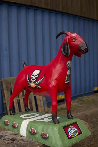 Painted in the signature red and white of the Tampa Bay Buccaneers, this friendly goat is up for auction. 