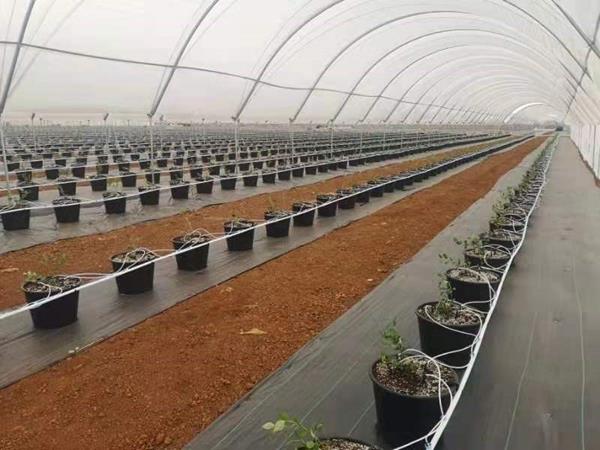 Blueberries irrigation project