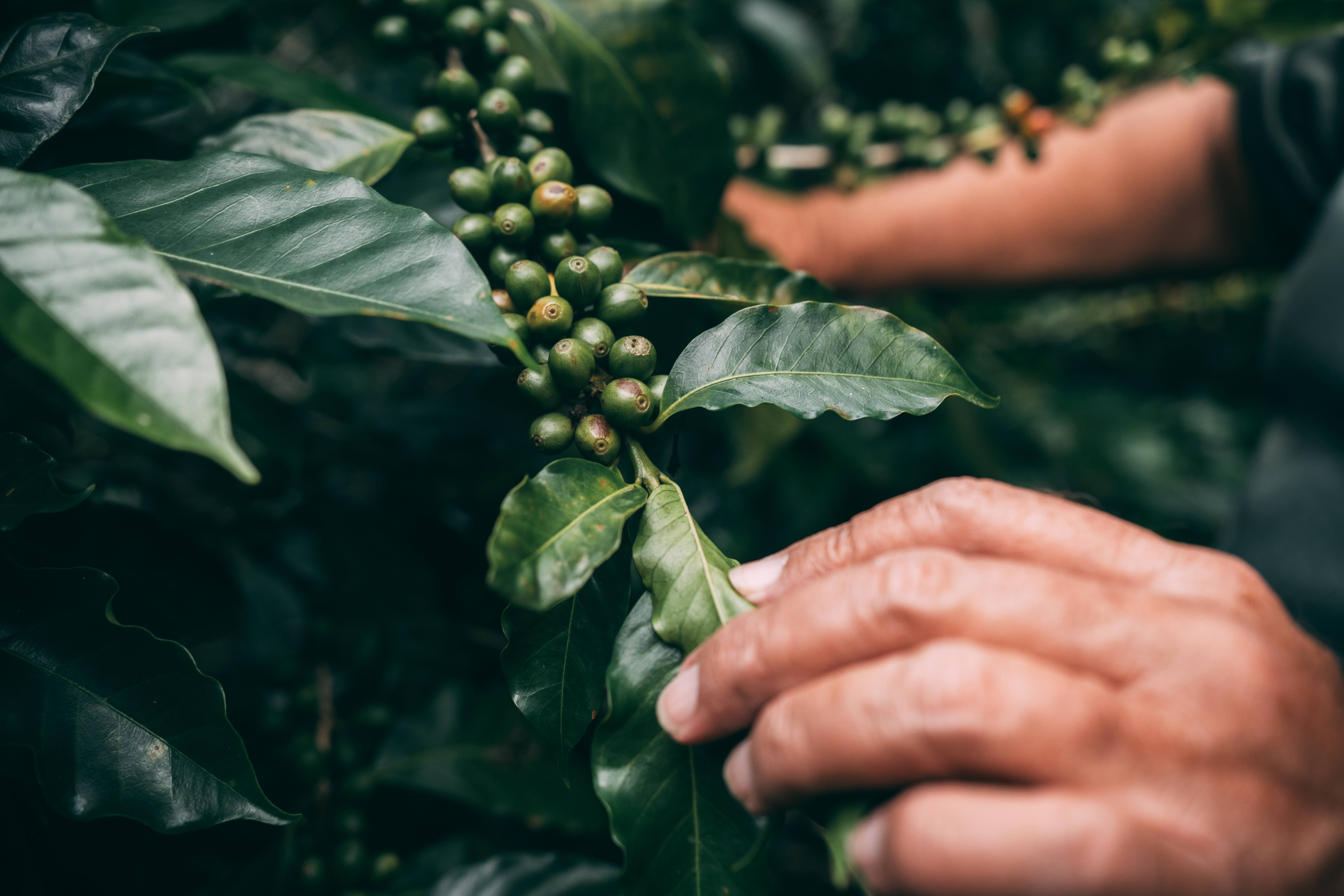 Kiss the Ground Coffee, Costa Rica Photo Credit-Jonathan Graham