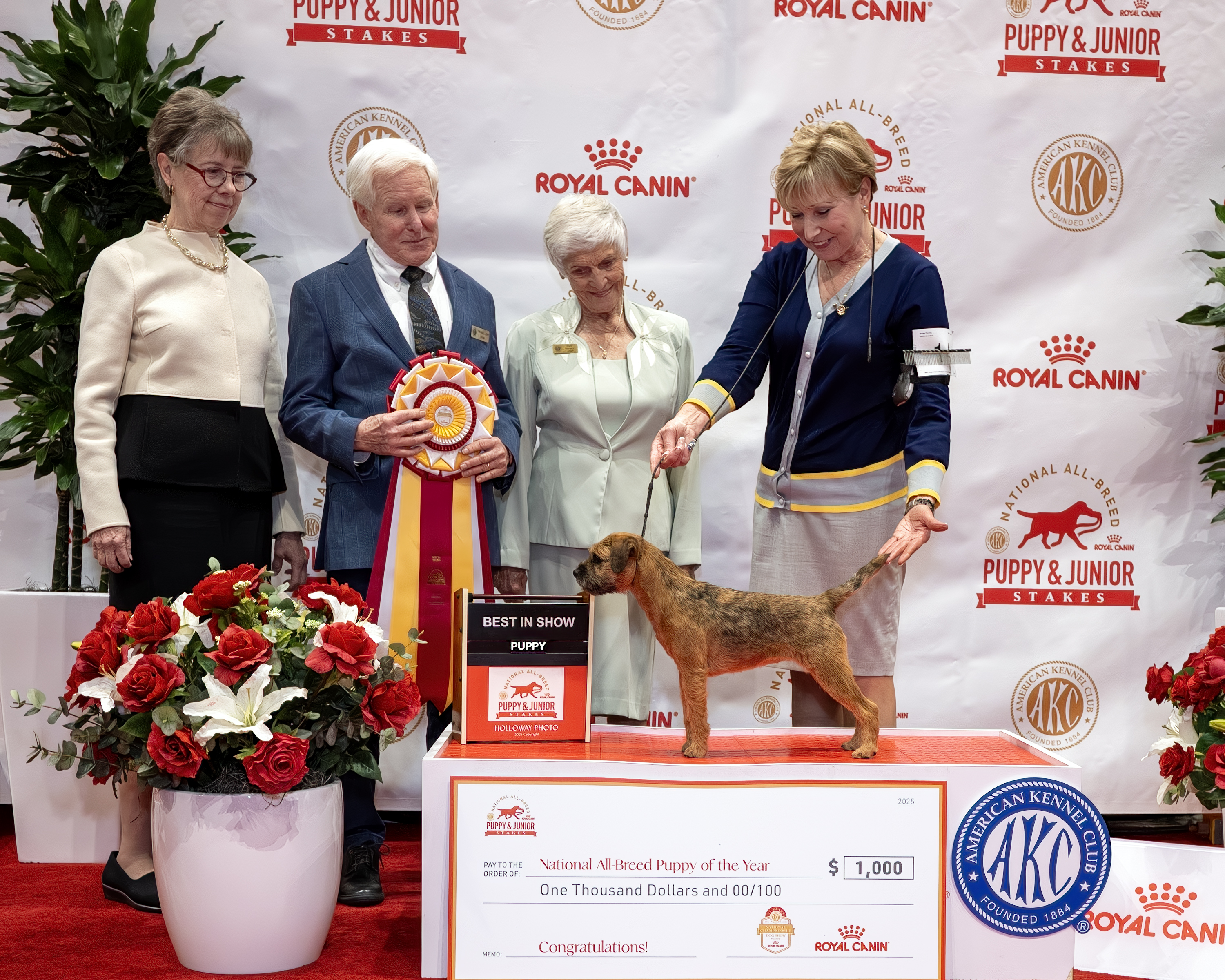 Border Terrier “Brighty” Wins AKC Royal Canin National All-Breed Puppy and Junior Stakes