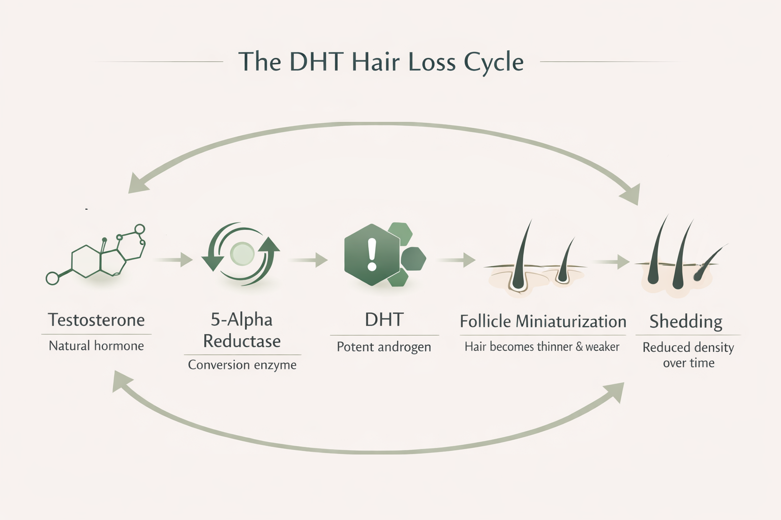 DHT hair loss cycle