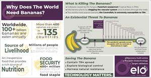 Why Does the World Need Bananas?