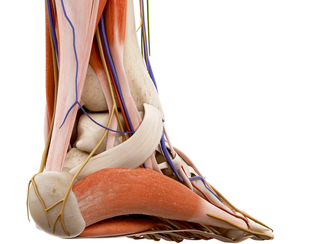 According to the results of a recent study published in Foot & Ankle International (FAI), professional athletes who experienced Achilles tendon (AT) rupture were unable to return to sport participation 24% of the time.