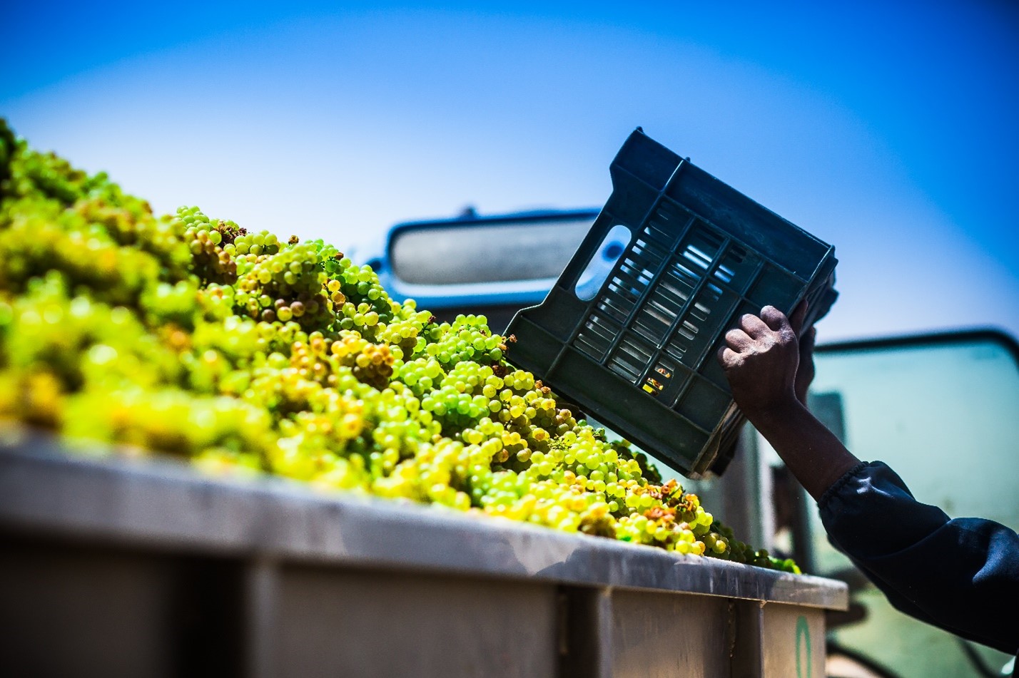 Grape Irrigation