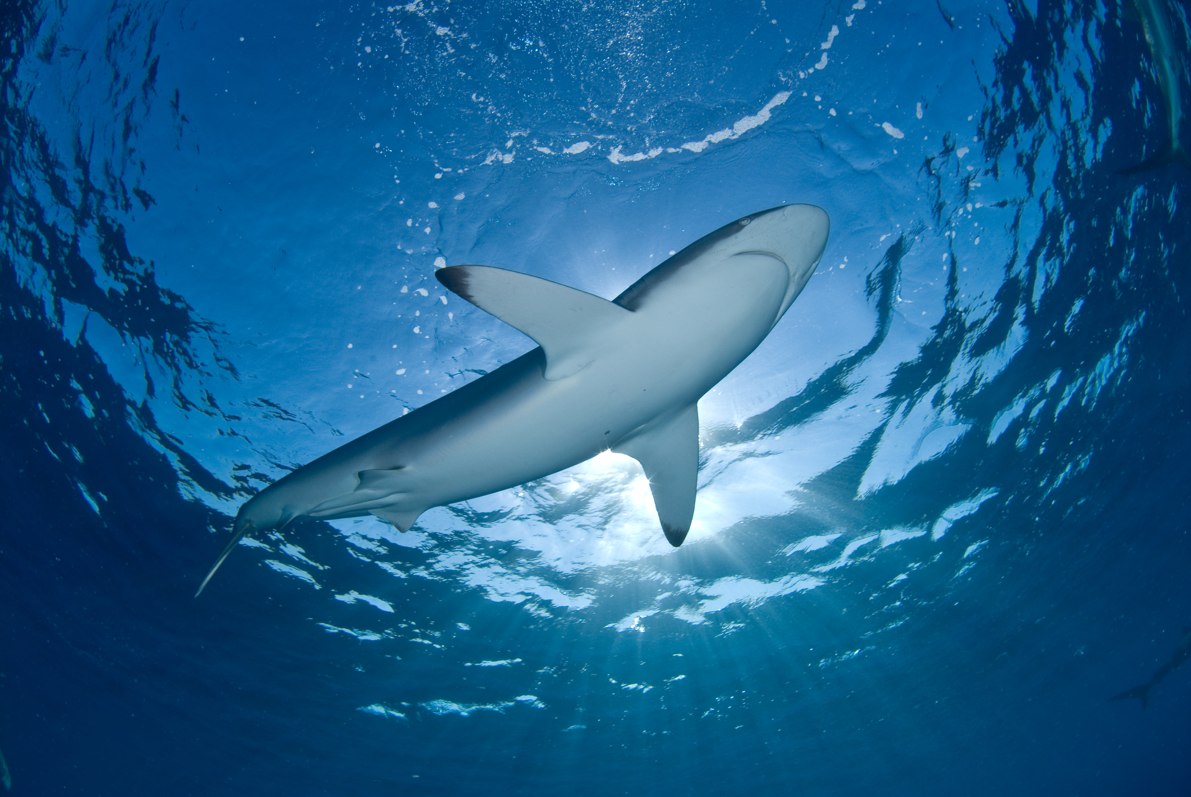 Canada bans shark fin import and export