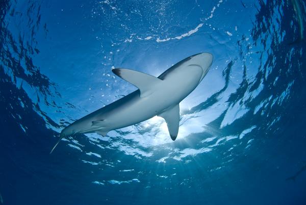 Canada bans shark fin import and export