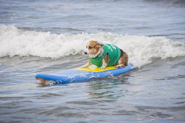 SurFUR pups show their stuff!