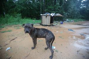 More than 70 dogs saved from egregious conditions in Mississippi