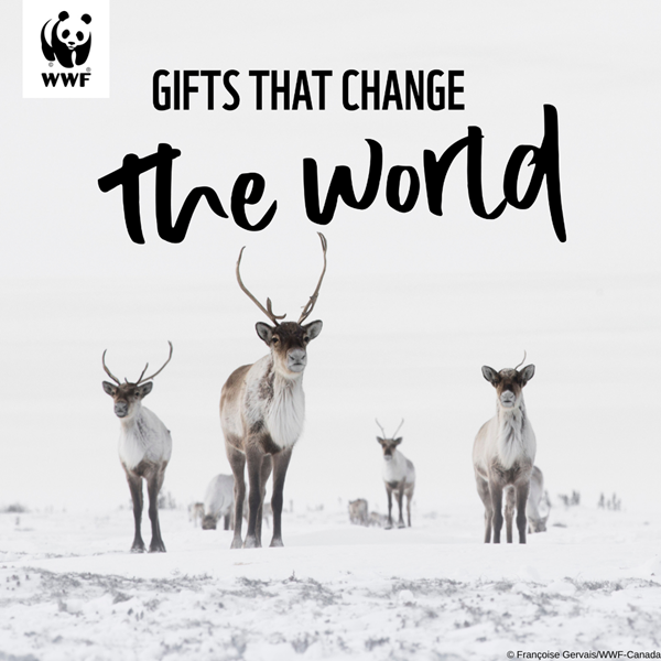 When you choose to ensure Arctic caribou (aka reindeer) thrive, your gift to WWF-Canada helps protect age-old calving grounds, where caribou are born and nursed. 
© Francoise Gervais/WWF-Canada